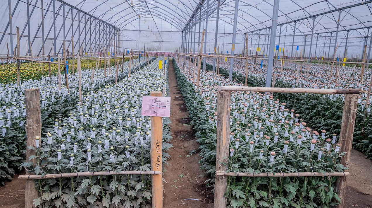 Flamingo Flowers glasshouse